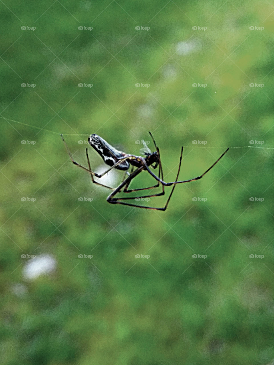 Picture taken with my smartphone and macro lens.