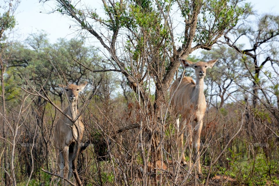 Two Kudu