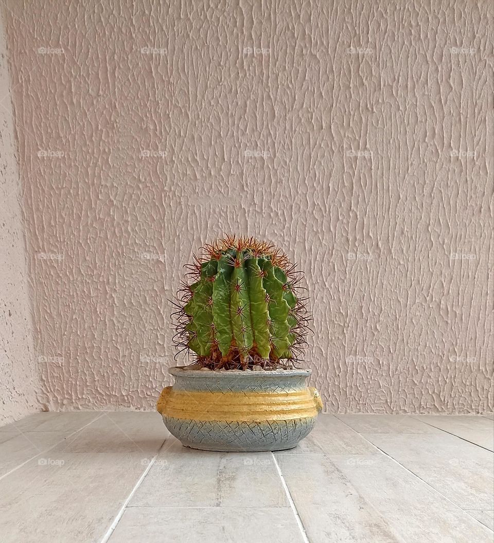 cactus in pot house plant on a wall background, view from the ground