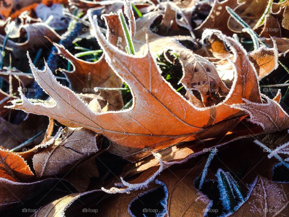 Frost on the Oak leaves