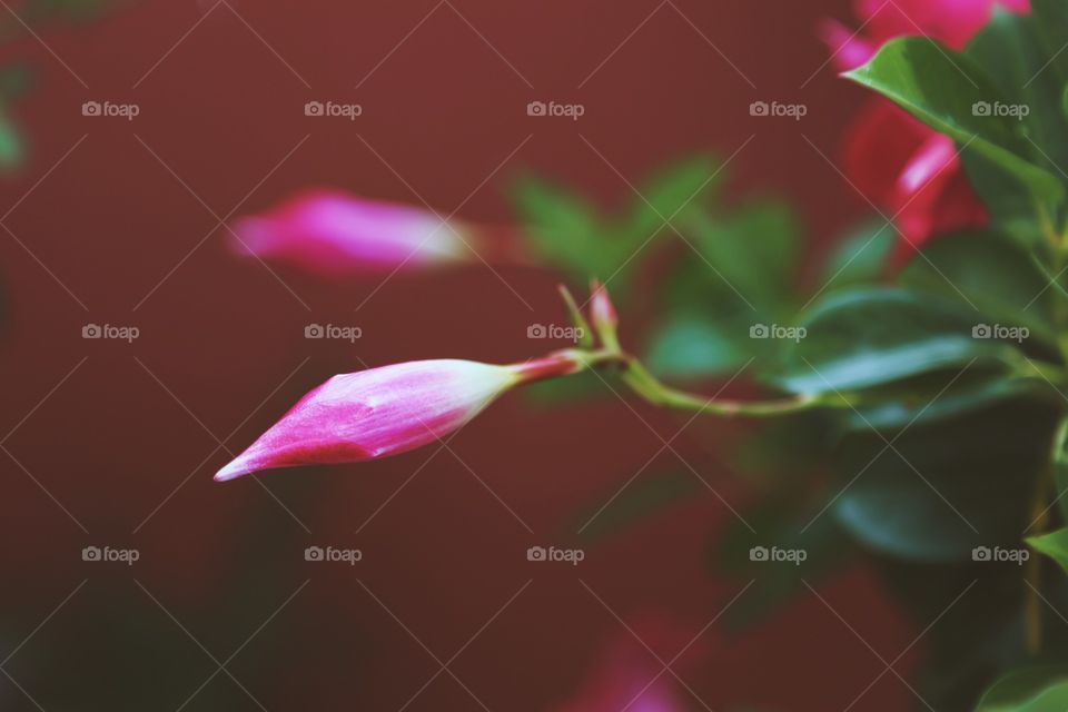 Close-up of pink flowers