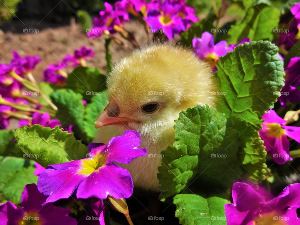 Close-up of chicks in plant