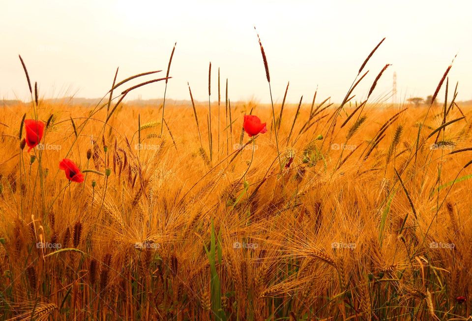 Wheat crop