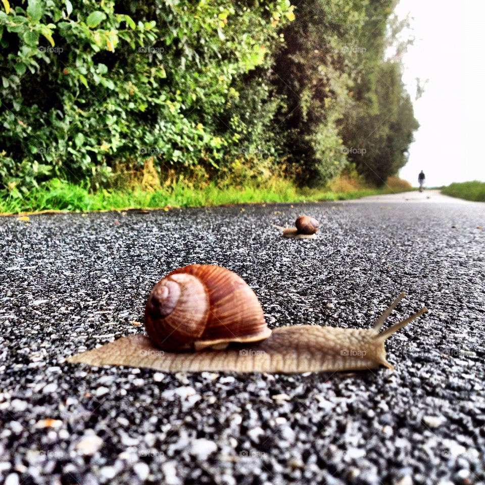 road path snail walk by ellkay