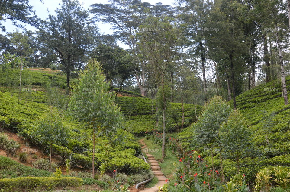 Tea fields Nuwara Elia