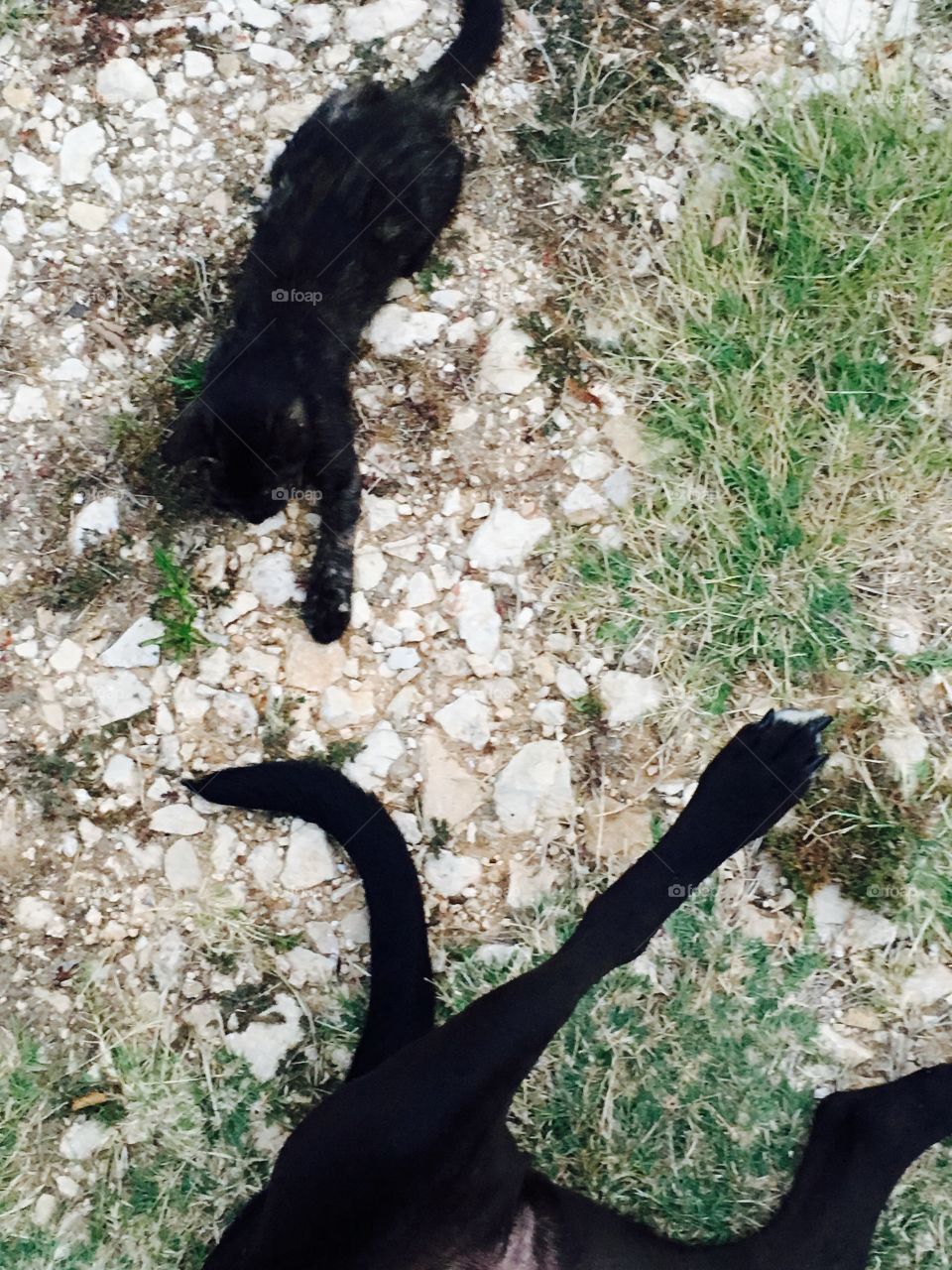 Kitty playing with dogs tail 