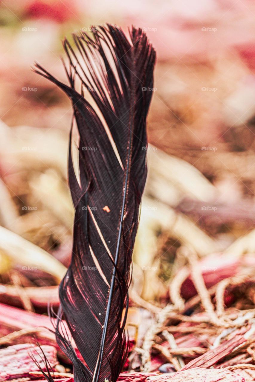 bird feather sticking up in grass