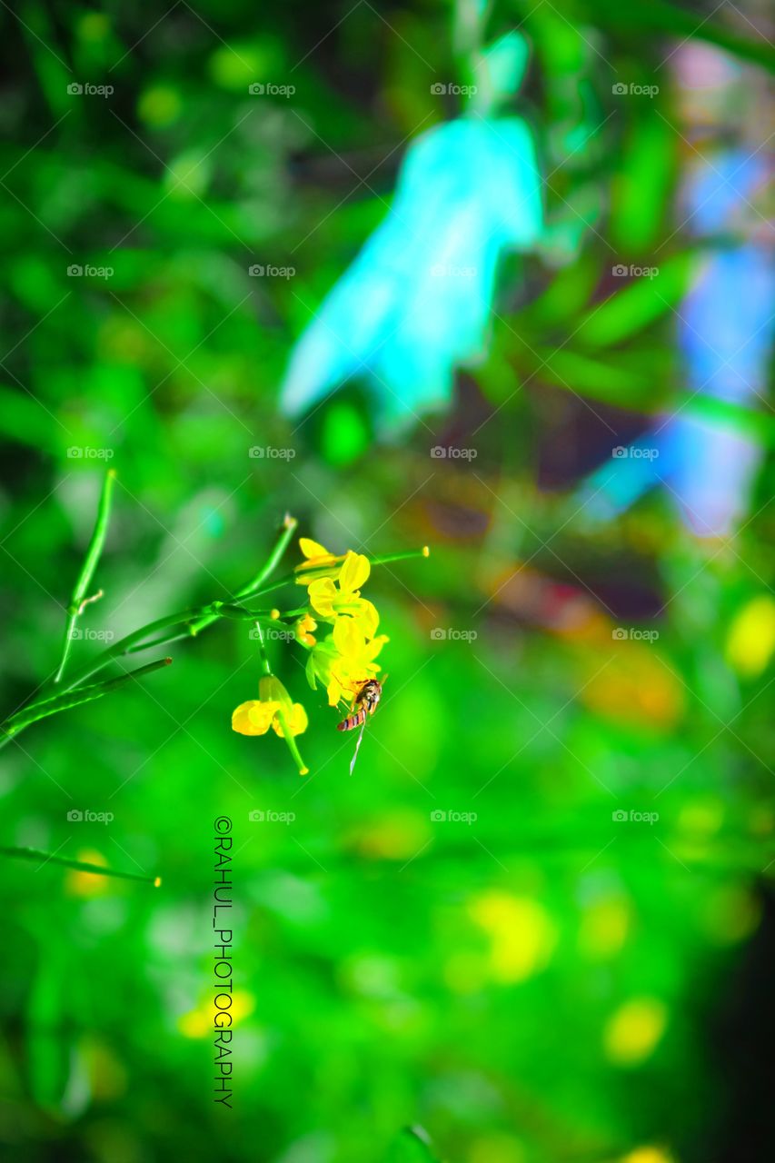 fun animals and pets