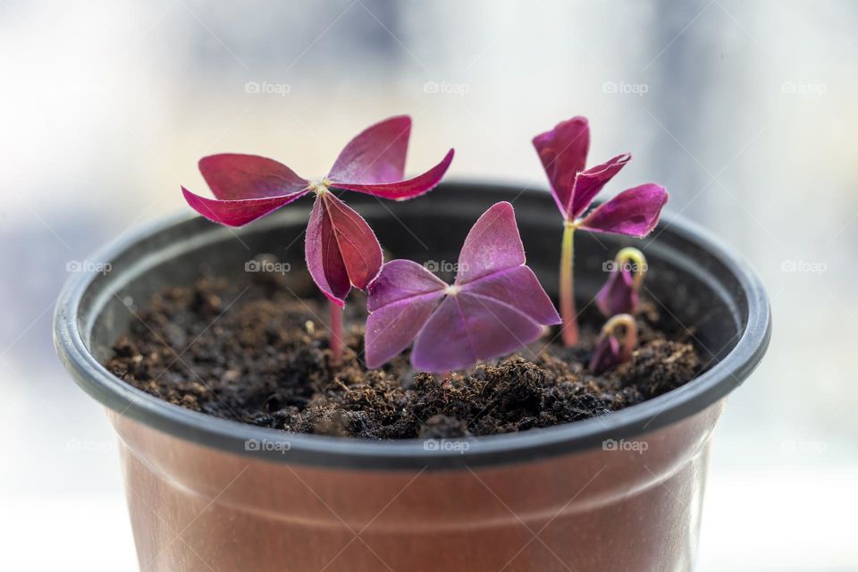 Seedlings of the violet plant in the pot, home hardening