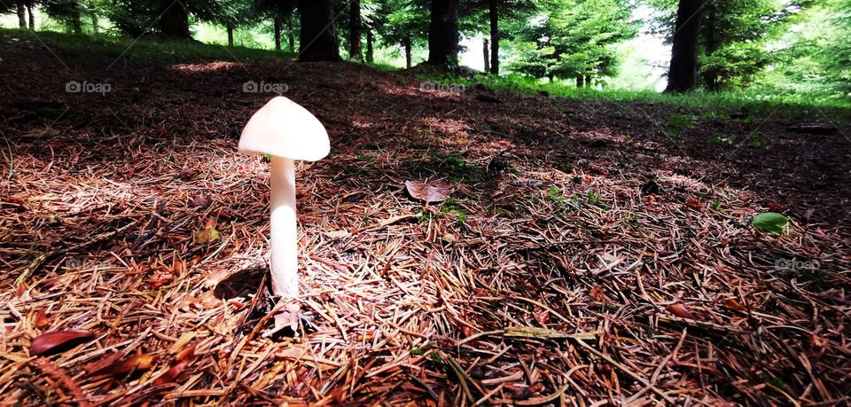 Shining mushroom