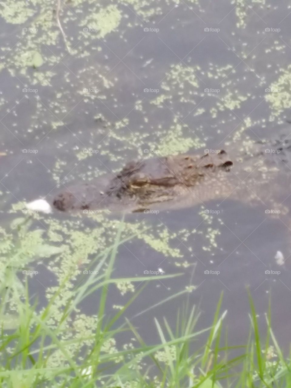 Louisiana Alligator. This gator crossed the pond in a hurry looking for a handout.