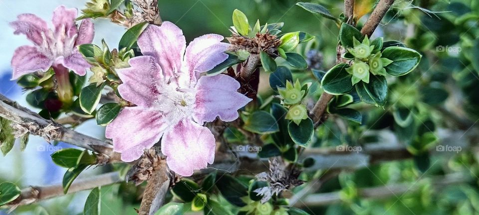 Serissa japonica flower