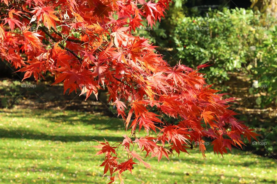 Colorful autumn 