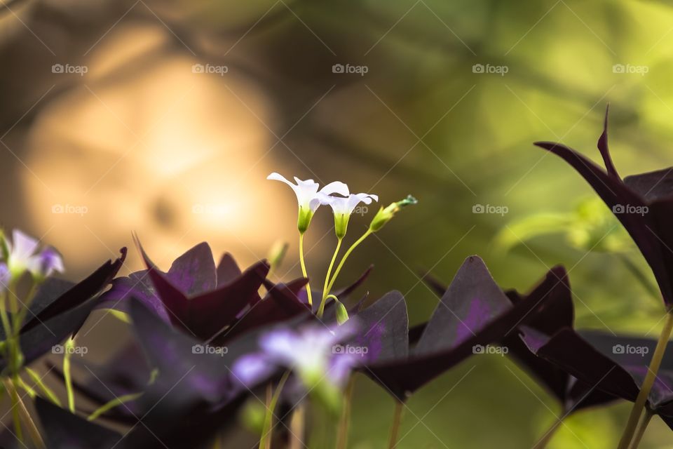 Trébol morado 