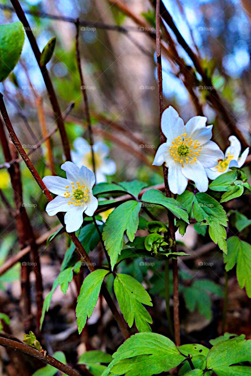 Beautiful white anemones! 