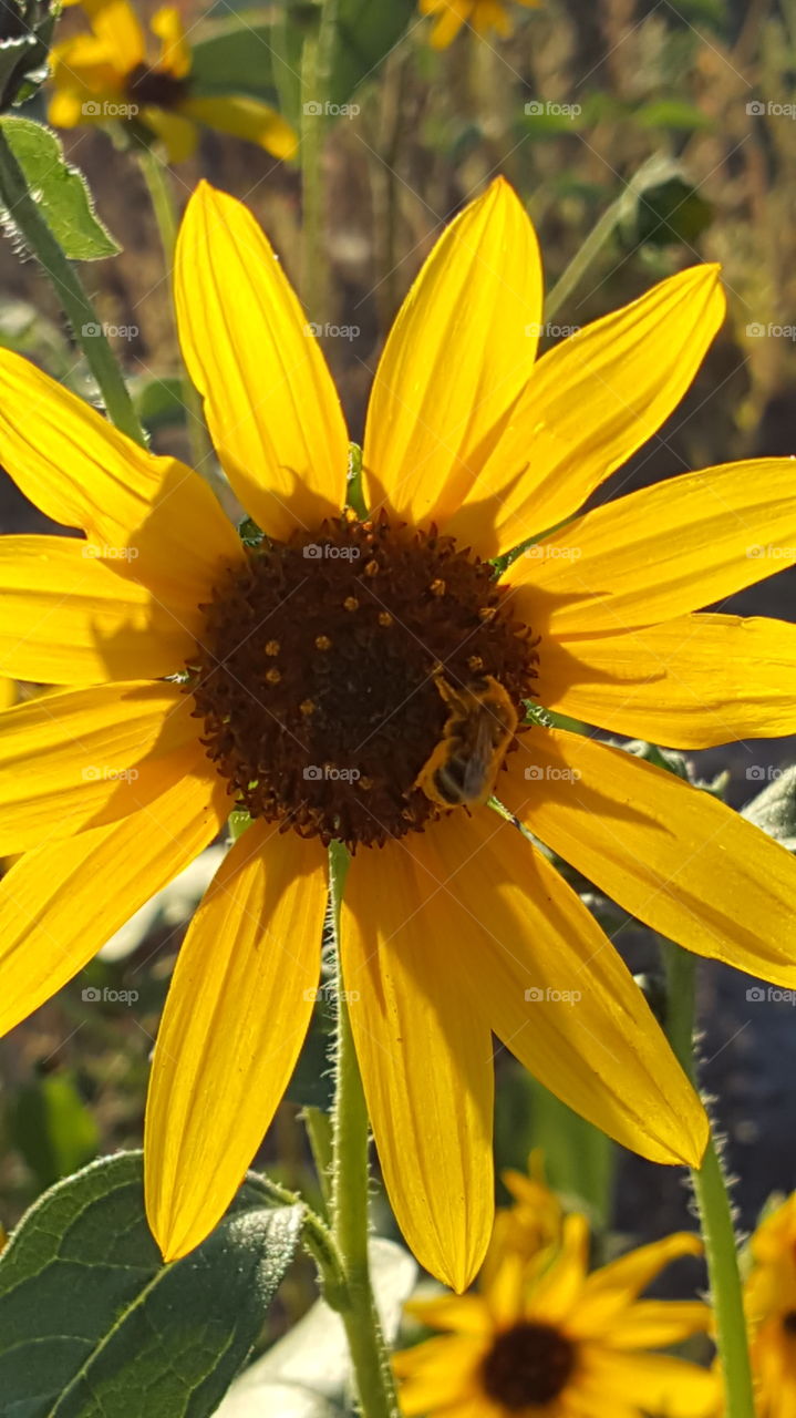 The wonders of nature