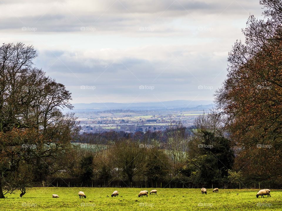 Cotswold, landscape . Countryside 