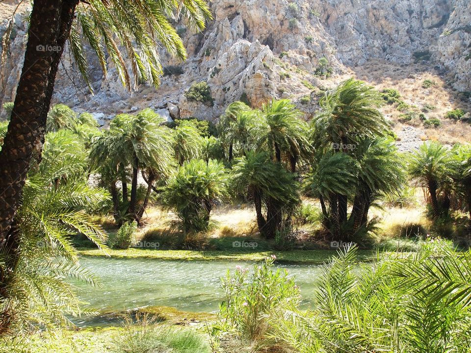 Discovering Crete. Palm tree garden 