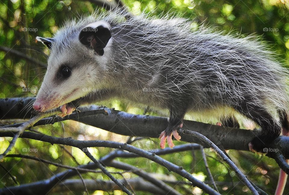 Opossum 