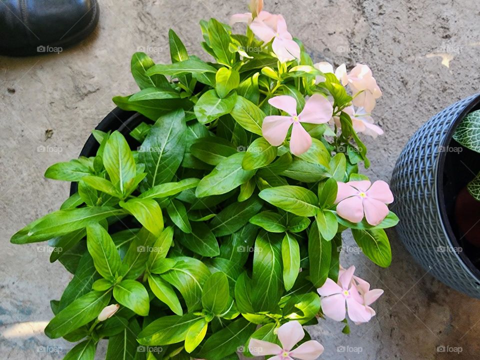 circle of pink vinca