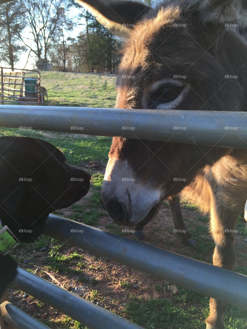 Lab/heeler mix and donkey