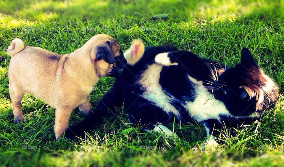 Cat and pug playing