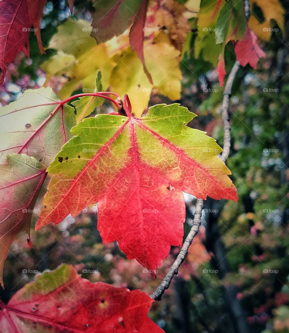 Various colors of autumn.