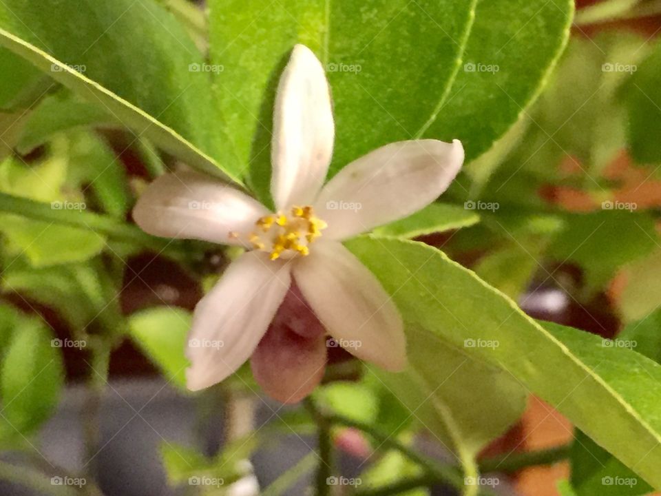 Meyer lemon blossom 