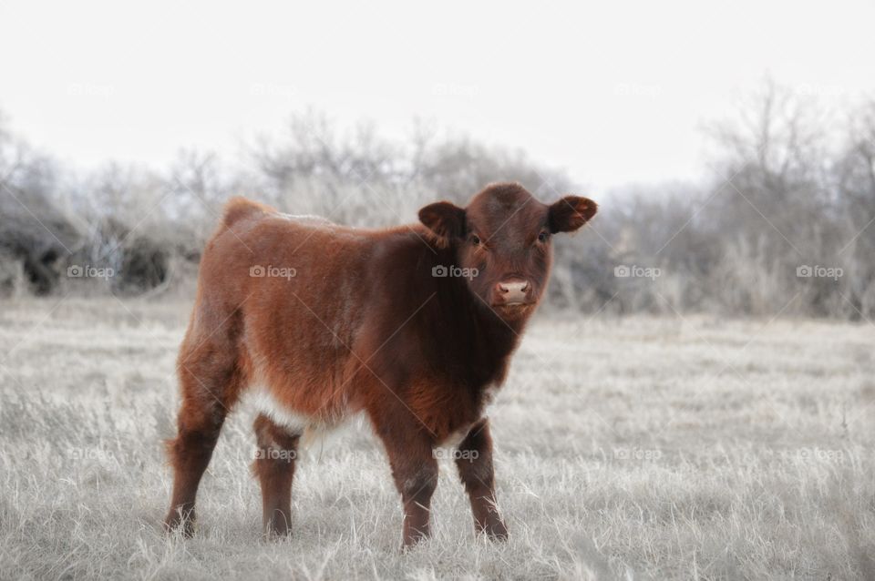 3 month old Shorthorn bull calf. 