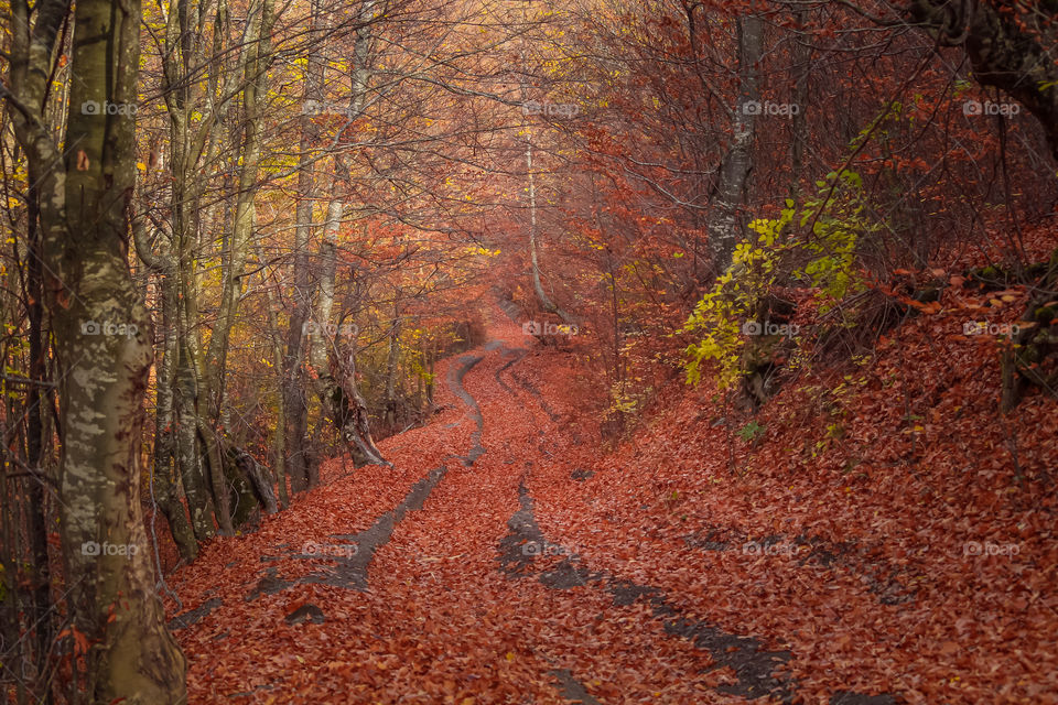 Trees in forest during autumn