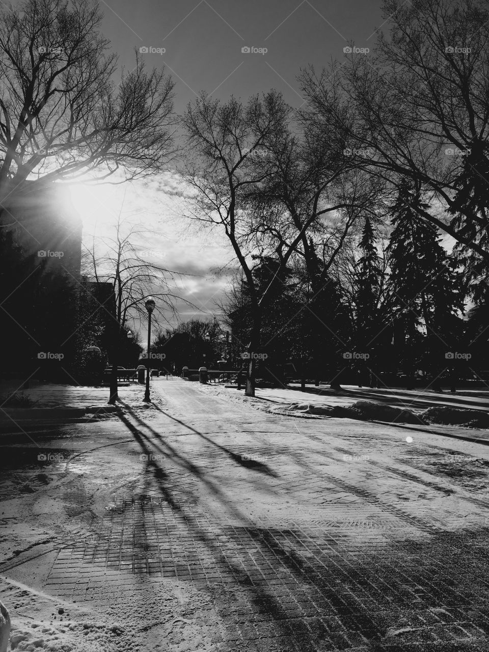 Long winter shadows 
