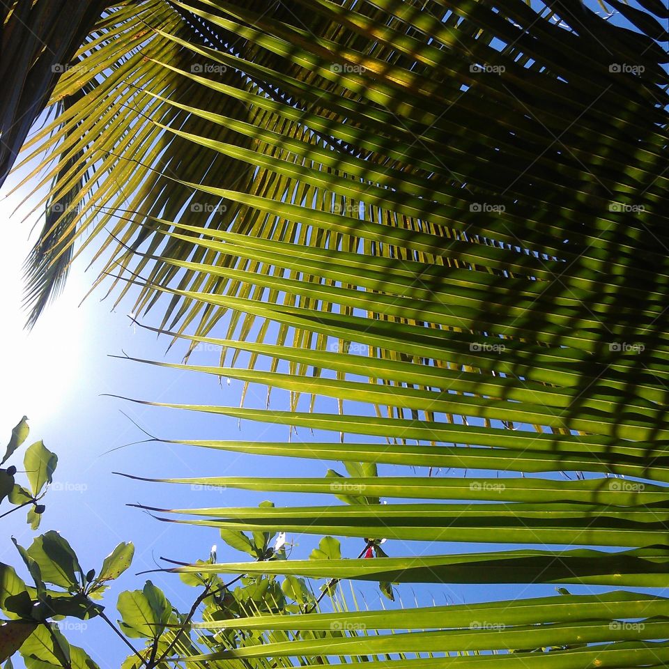 palm leaves and Caribbean sky. palms sky and sunray