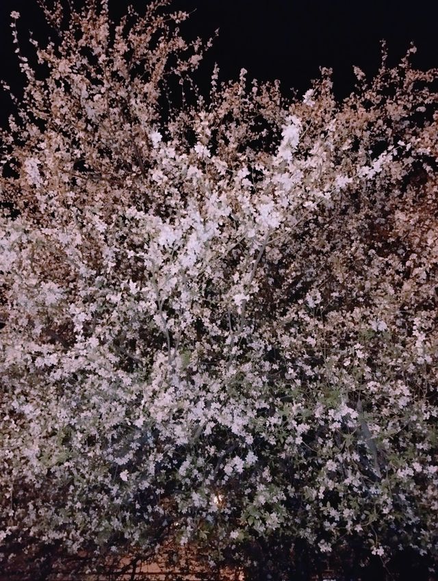 Night