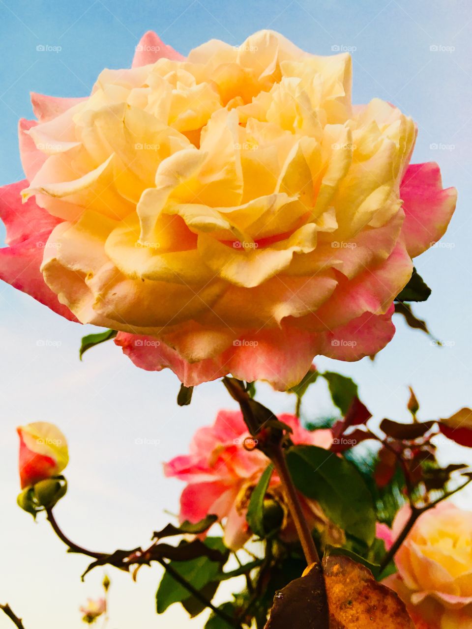 FOAP MISSION - 🇧🇷Em 2019, uma foto bem legal é esta, da beleza da flor do nosso jardim, pois ela representa a vida em plenitude! / 🇺🇸In 2019, this is a very nice picture of the beauty of the flower in our garden, because it represents life to the full!