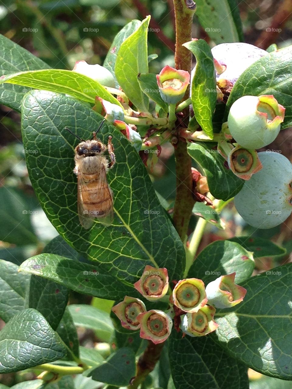Bee on Blueberry Bush