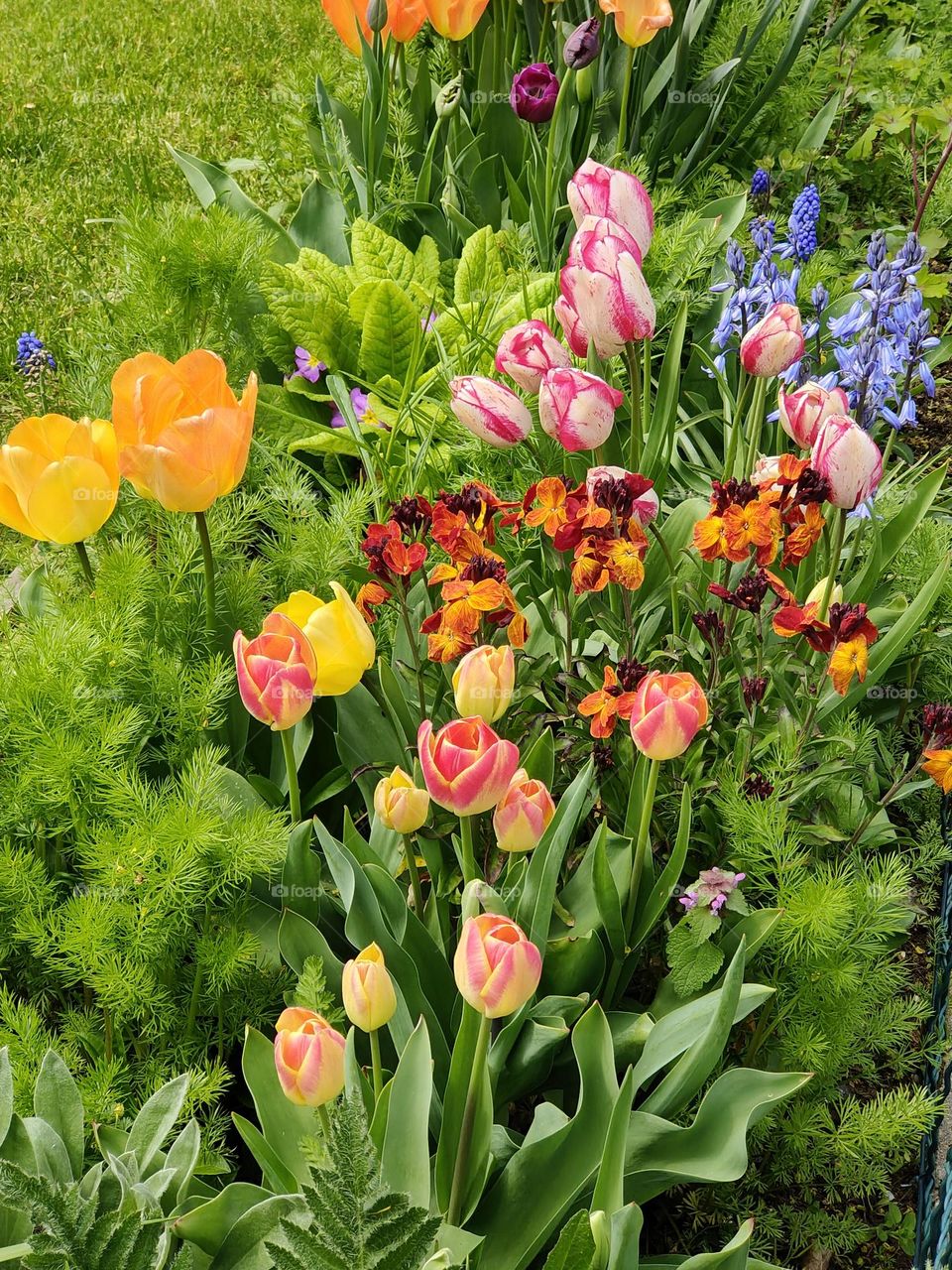 April - Colorful springtime flowers