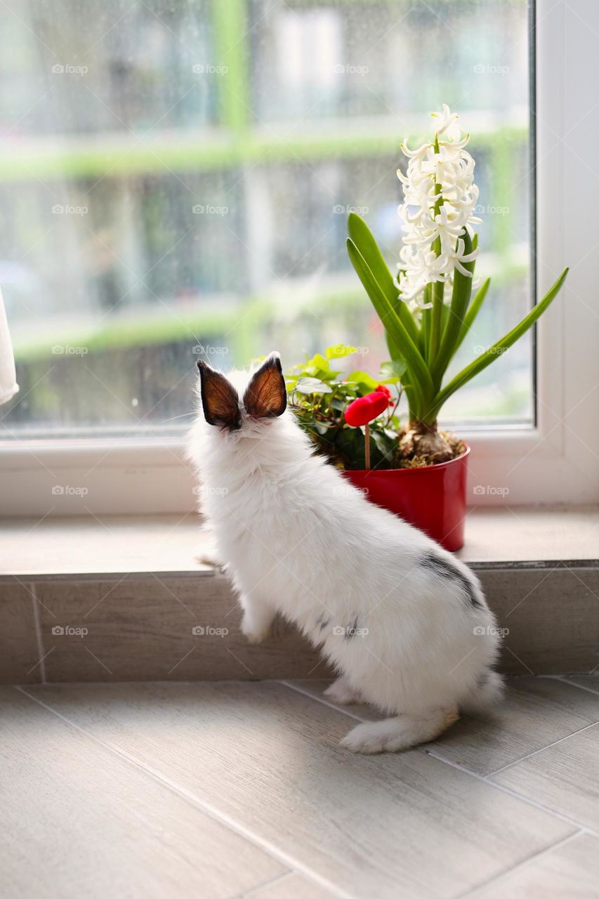a beautiful white rabbit stands by the window, there are flowers on the windowsill, it smells of spring