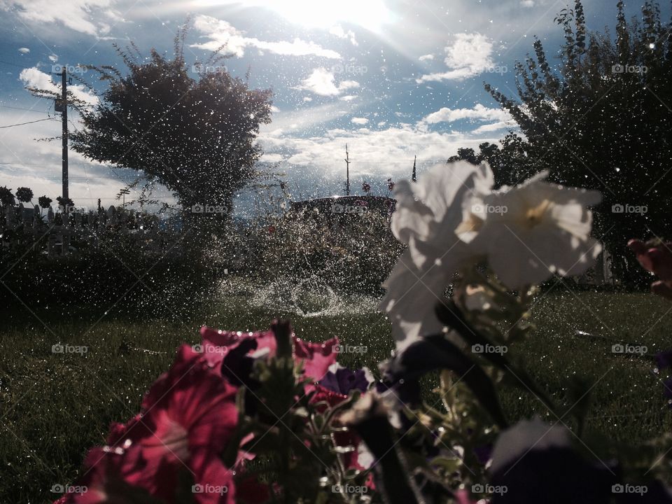 Another typical summer day with sprinkler showering over beautiful flowers 🌺 