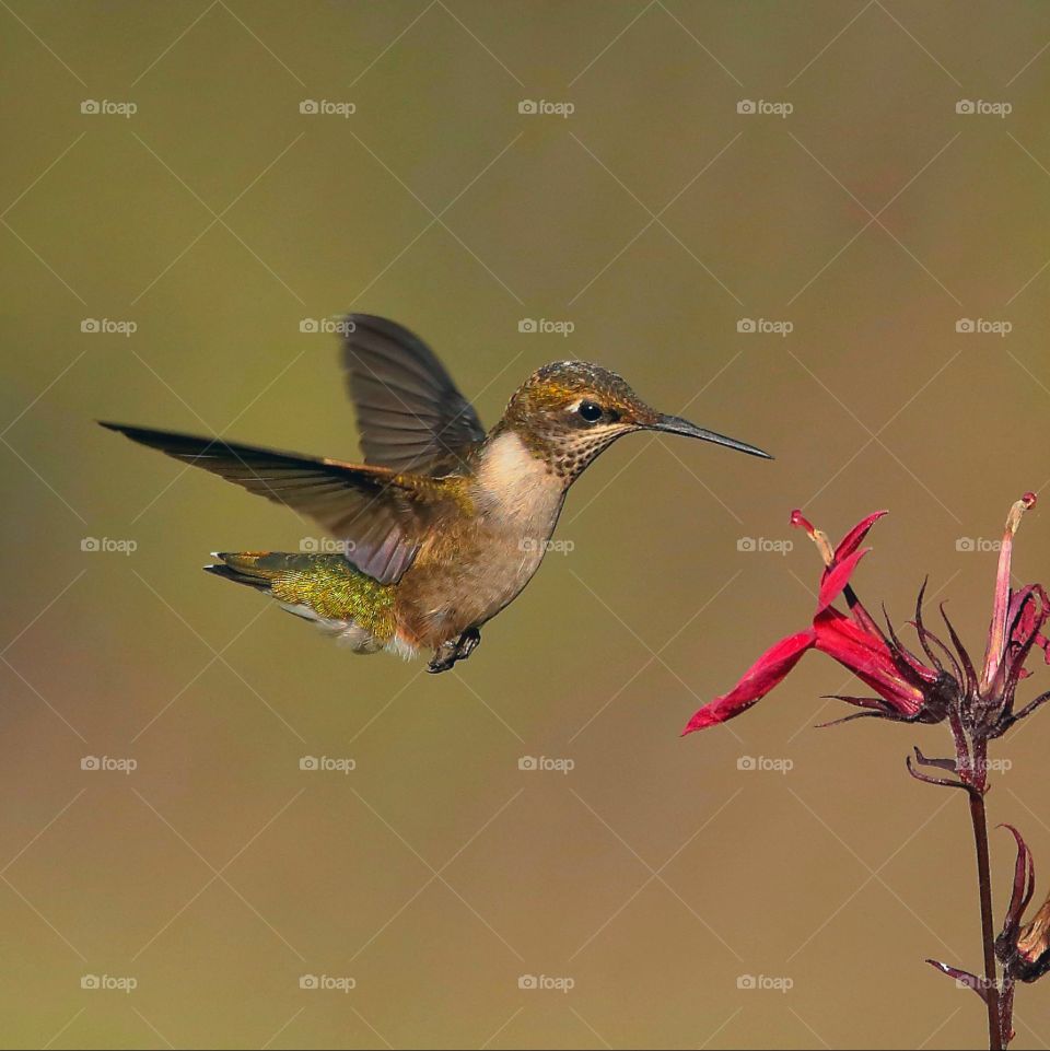 hummingbird