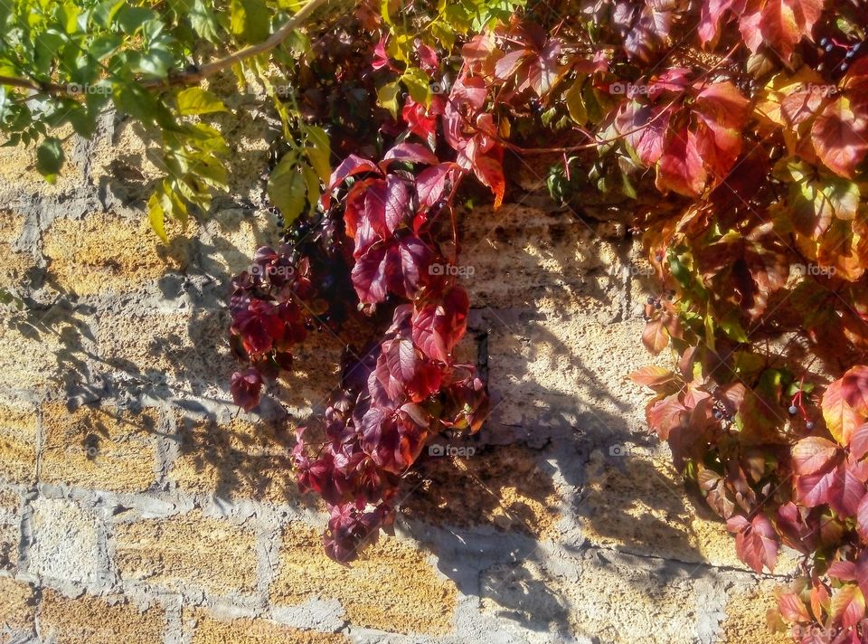 autumn colors on the wall background краски осени