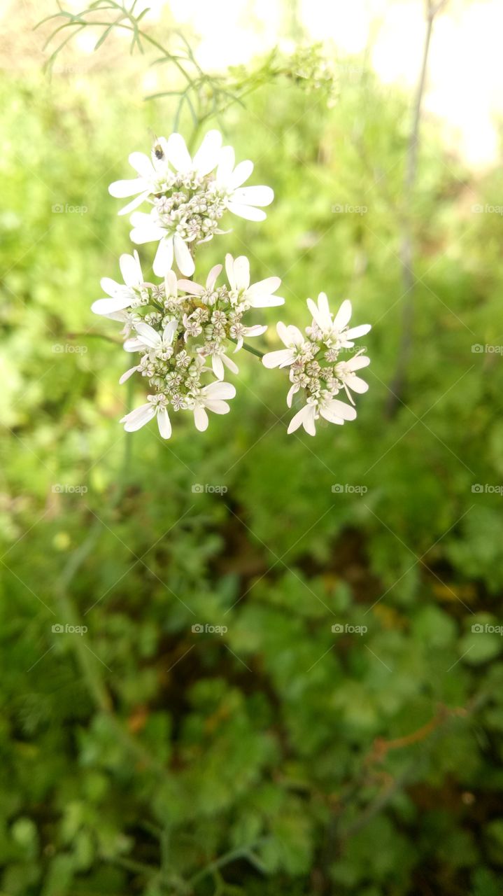coriender flower