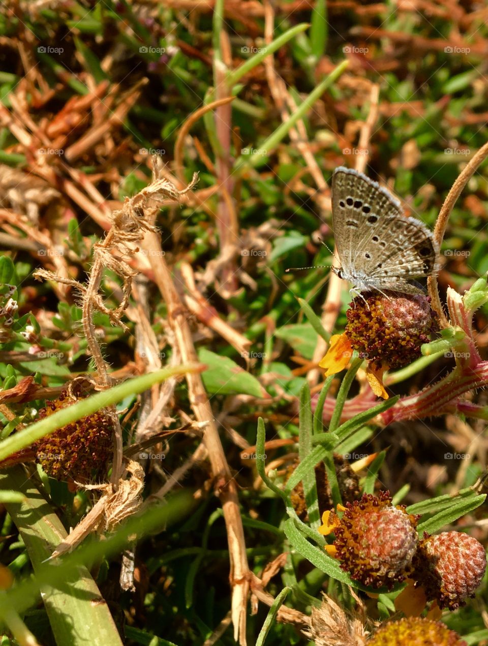 Butterfly in the desert 