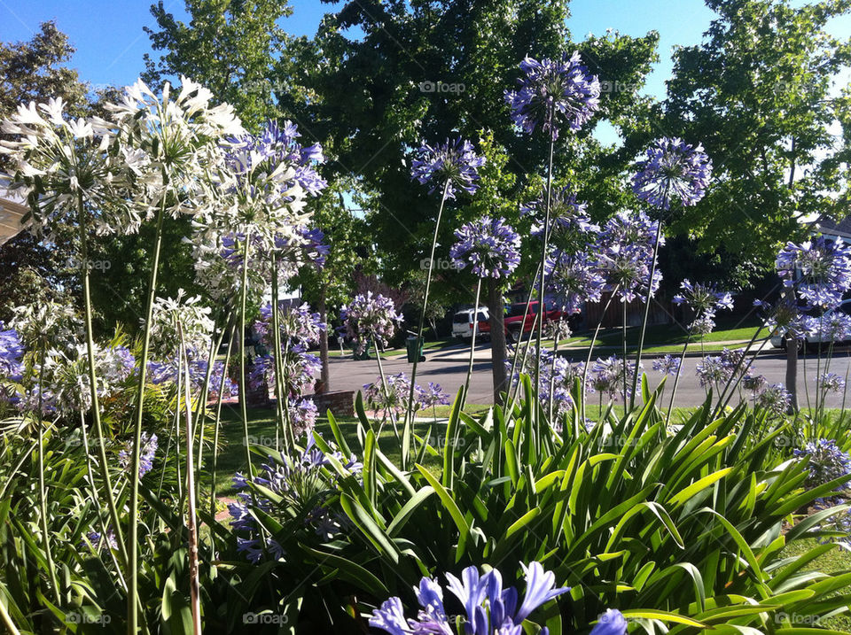 sky green flowers garden by blackpearl079