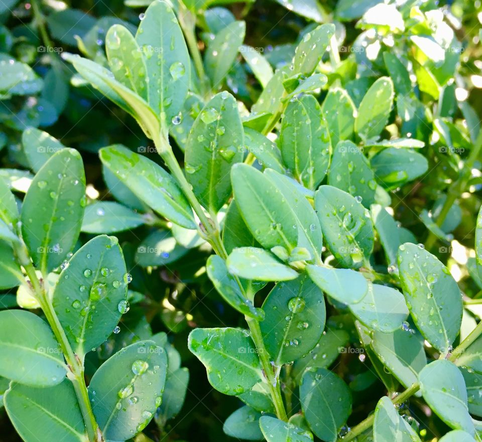 Boxwood and water droplets