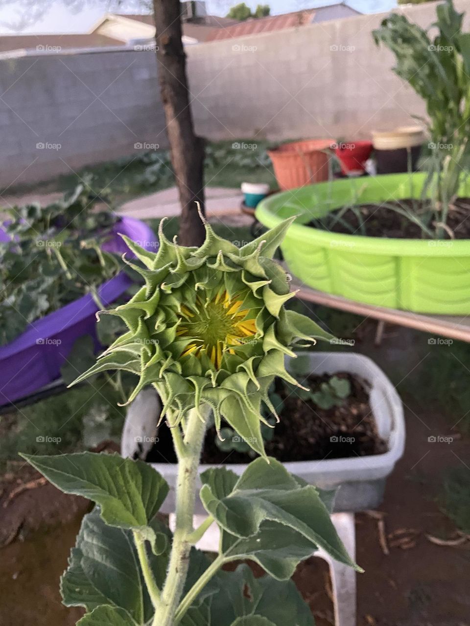 Blooming Sunflower 