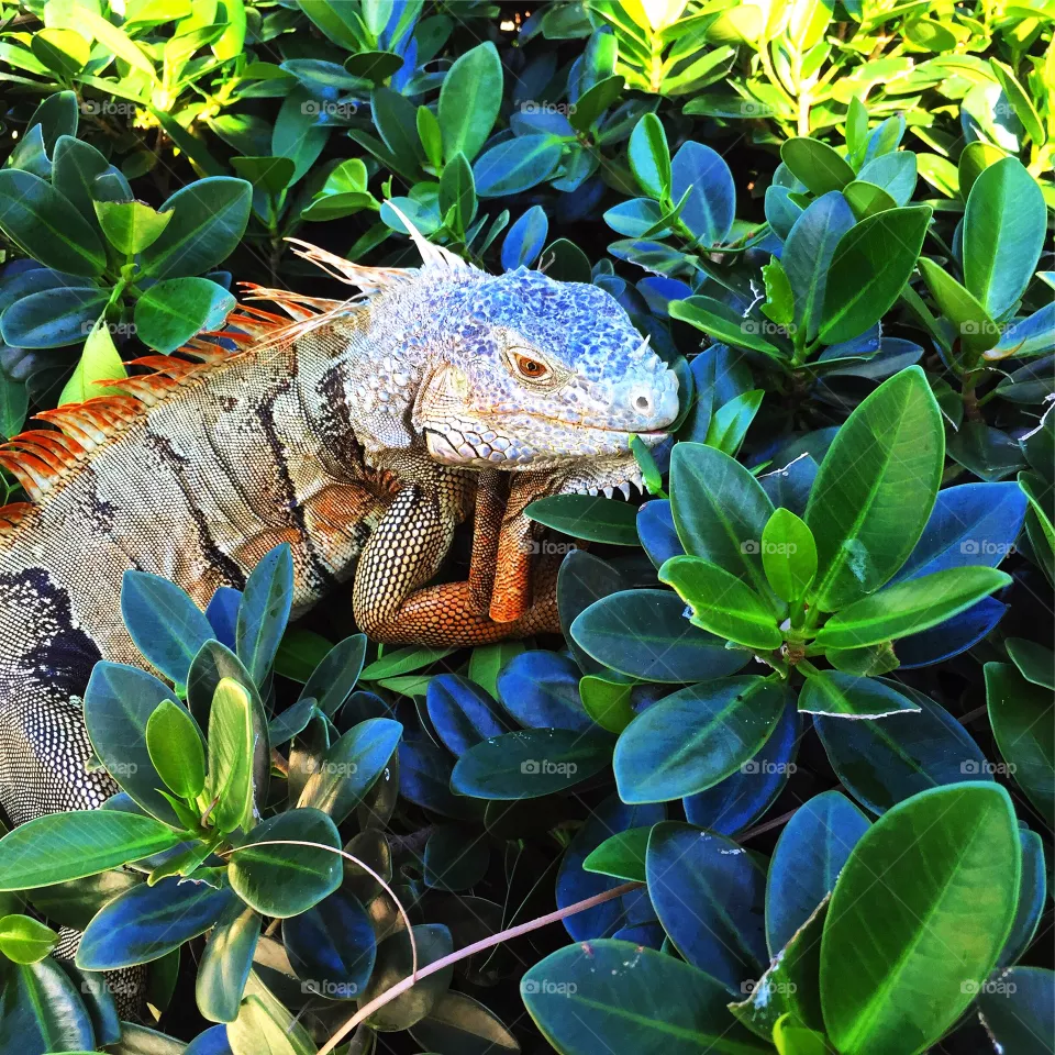 Lizard 