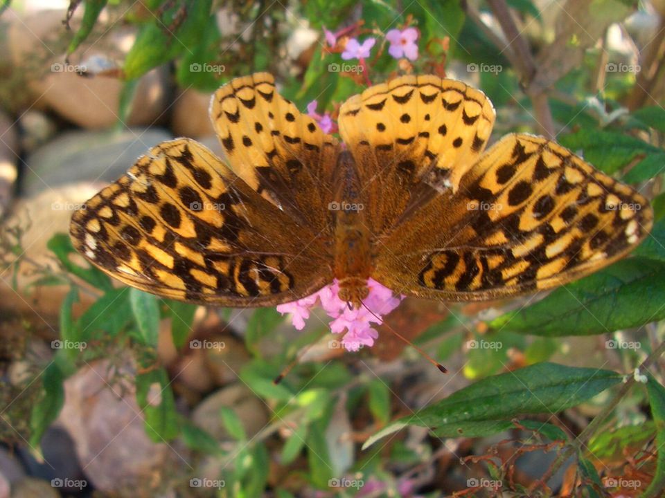 Yellow and brown butterfly 