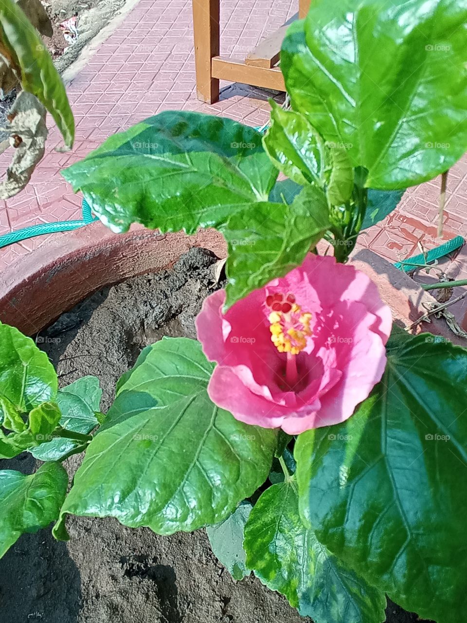 yahoo, pink hibiscus 🌺🌻🌹🌷opening