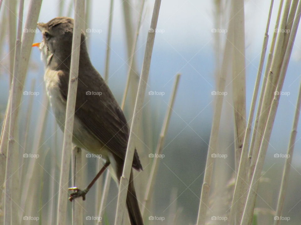 Reed warbler