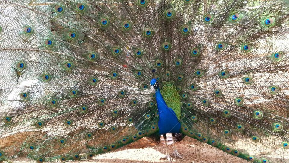 peacock